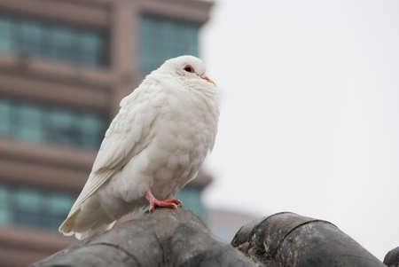 Pigeonの写真素材