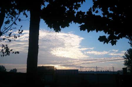 Silhouette of trees in the eveningのeditorial素材