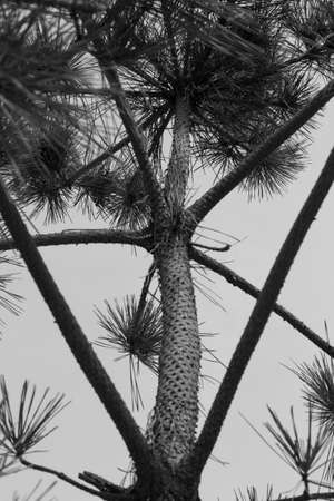 close up of treeの写真素材