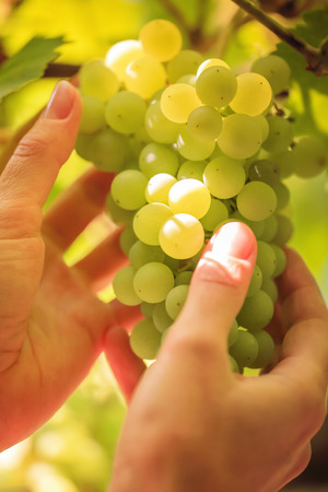 Grapes on handsの写真素材