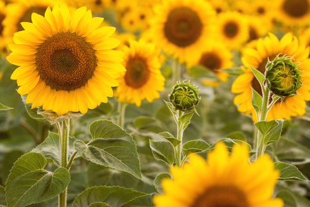 Sunflowersの写真素材