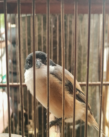 Black-headed Bulbul in a cage at a bird sanctuary.