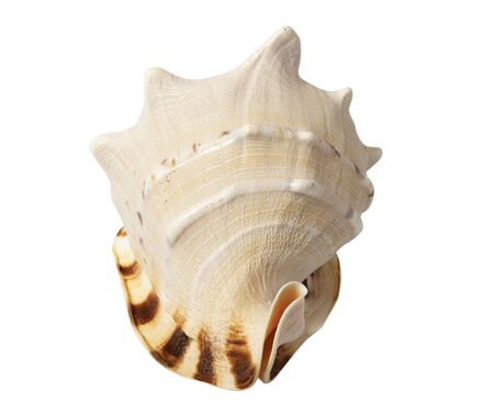 The sea souvenir a cockleshell on a white background is isolatedの写真素材
