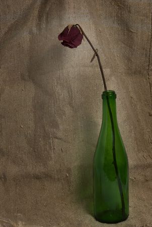 Dead rose in the bottle of champagne. Contept of lost love, alcoholism.の写真素材