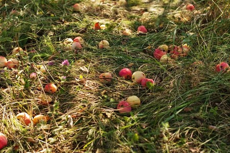 fall apples lie on the grass in the gardenの写真素材