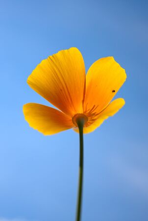 a yellow flower on the blue skyの写真素材