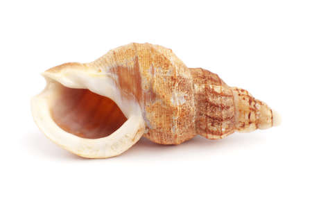 Cockleshell on a white background it is isolated
