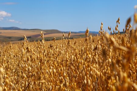 yellow oats field and blue sky