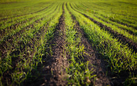agricultural summer green field with rows of plants seedlingsの写真素材