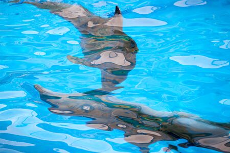 abstract colored background with dolphins under waterの写真素材