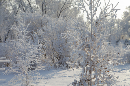 Beautiful winter frosty forest covered with snow and hoarfrostの写真素材