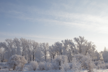 Beautiful winter frosty forest covered with snow and hoarfrostの写真素材