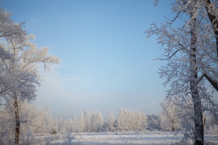 Beautiful winter frosty forest covered with snow and hoarfrostの写真素材