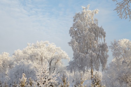 Beautiful winter frosty forest covered with snow and hoarfrostの写真素材