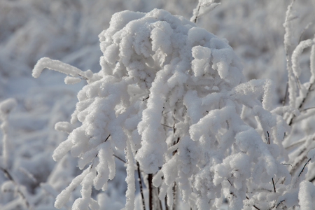 Beautiful winter frosty forest covered with snow and hoarfrostの写真素材