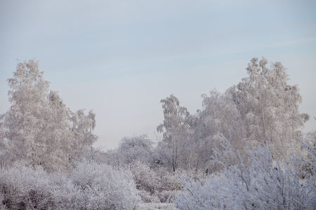 Beautiful winter frosty forest covered with snow and hoarfrostの写真素材