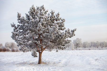 Beautiful winter frosty forest covered with snow and hoarfrostの写真素材