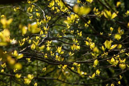 Young leaves on tree branches through which sunlight passes.の写真素材