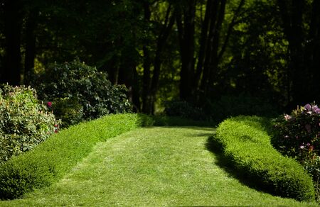 Green road to the dark forest. Park for walks and sports.の写真素材
