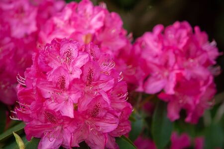 Rhododendron flowers close in the sunlight. Copyspace. Background of flowers.の写真素材