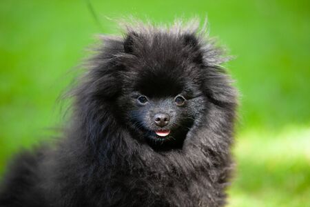 Black pomeranian spitz on a background of green grass for a walk in the park.