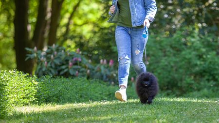 Black pomeranian spitz runs along the grass in a city park with its mistress.の写真素材
