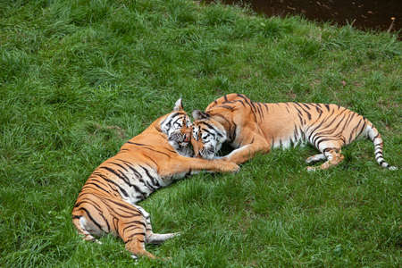 Two Bengal tigers lie on the green grass.の写真素材
