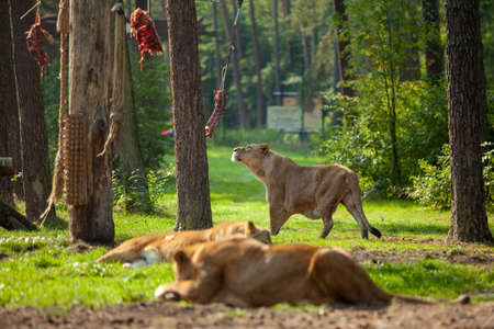 The lions in the safari park eat the meat left for themの写真素材