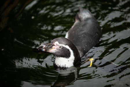 African penguin swims in the water.の写真素材