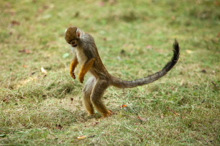 Squirrel Monkey in the park follow the vegetation