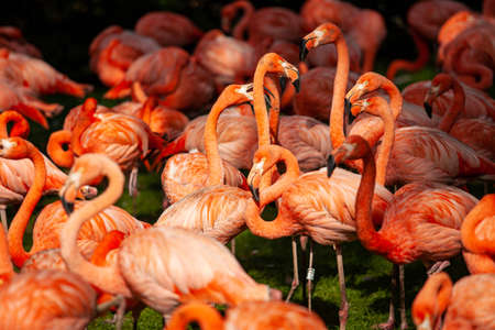 Group of pink flamingos on a green meadowの写真素材