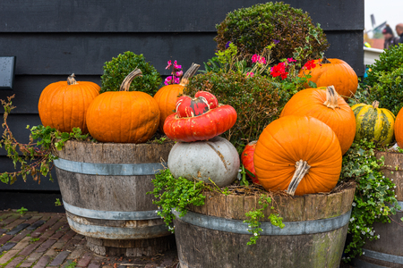 Halloween Pumpkins.の写真素材