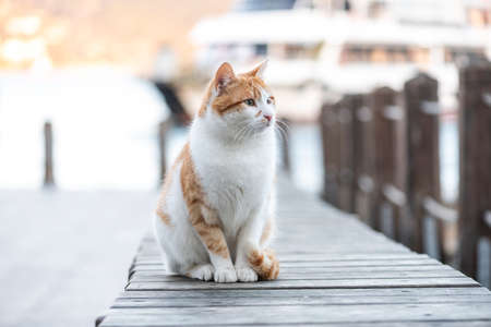 Cat of Istanbul. Beautiful cat in street. Istanbul Turkey.の写真素材