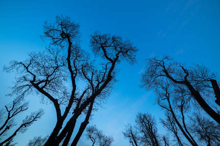 Tree branches without leaf with blue sky background.
