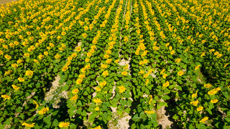 Sunflower Field. Beautiful sunflowers on sunny summer day.の写真素材