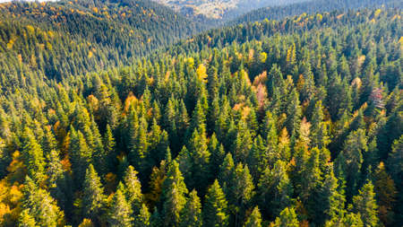 Forest and tree landscape texture background. Aerial top view forest in autumn. Texture of forest view from above.の写真素材