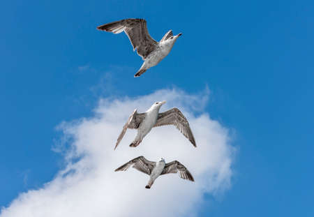flying seagull with blue sky background