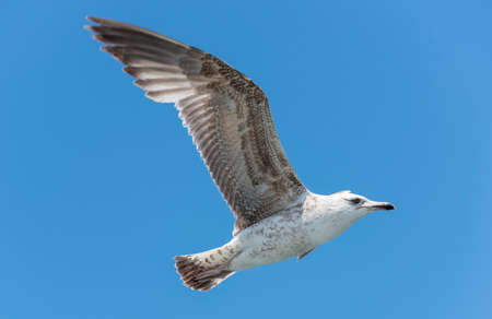 flying seagull with blue sky backgroundの写真素材