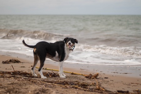 close-up of wet dog posing on the beachの写真素材