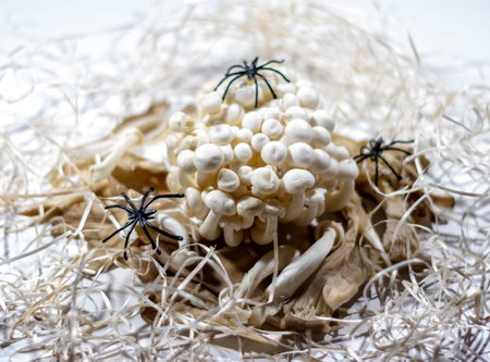 Mushrooms decorated with cobwebs and spidersの写真素材