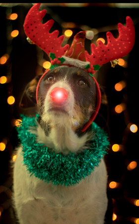 dog posing for the christmas with the raindeer horns and colours lightの写真素材