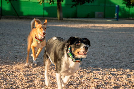 dog running and playing with other dogの写真素材