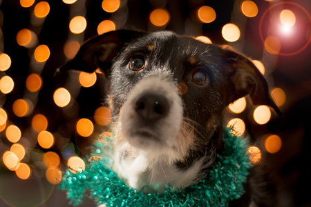 dog posing for the christmas and colours lightの写真素材