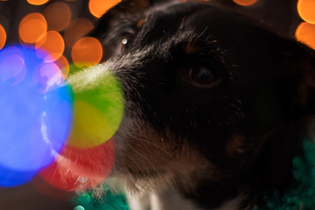 dog posing for the christmas and colours lightの写真素材