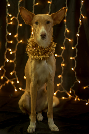 dog posing for the christmas and colours lightの写真素材