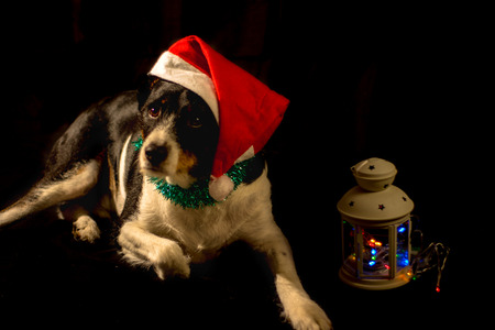 dog posing for the christmas with the hat and colours lightの写真素材