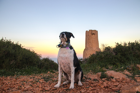 dog posiing with the towerの写真素材