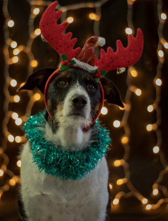 dog posing for the christmas with the raindeer horns and colours lightの写真素材