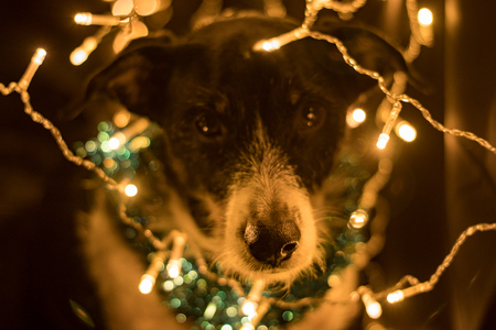 dog posing for the christmas and colours lightの写真素材