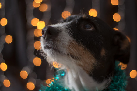 dog posing for the christmas and colours lightの写真素材